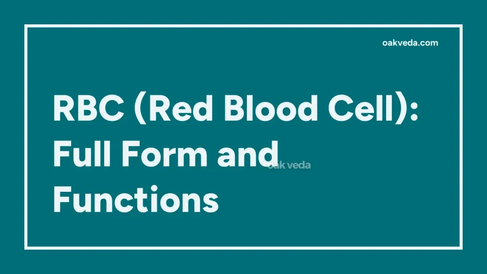 RBC (Red Blood Cell): Full Form and Functions